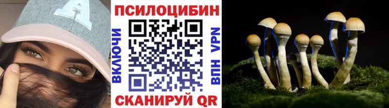 Галлюциногенные грибы Psilocybe  Купить закладки  Каргат 